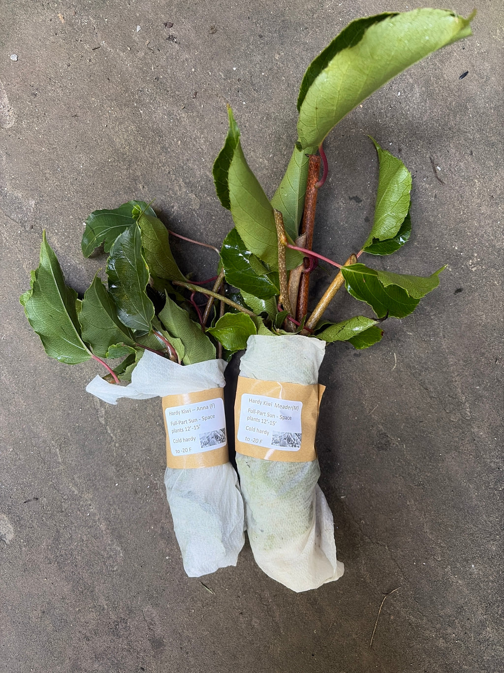 Hardy Kiwi Stem Cuttings – Anna Female & Meader Male – Unrooted Propagation Material