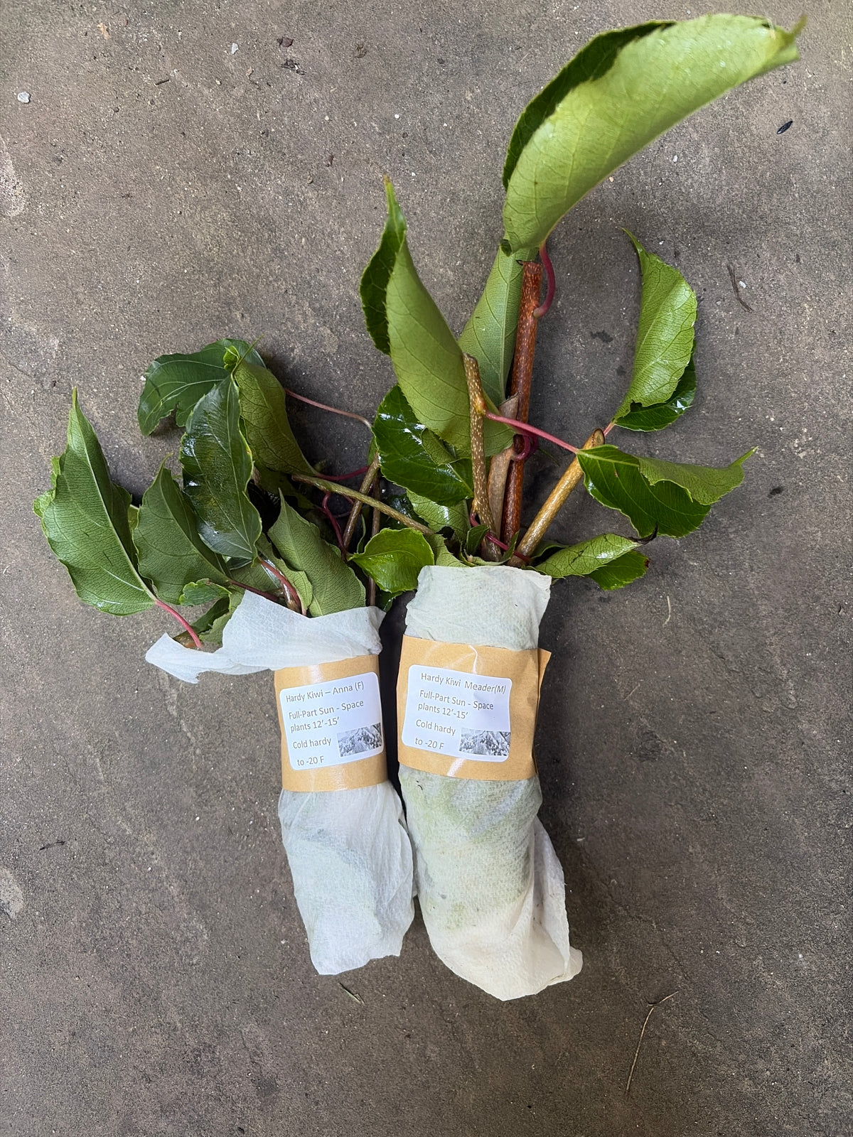 Hardy Kiwi Stem Cuttings – Anna Female & Meader Male – Unrooted Propagation Material