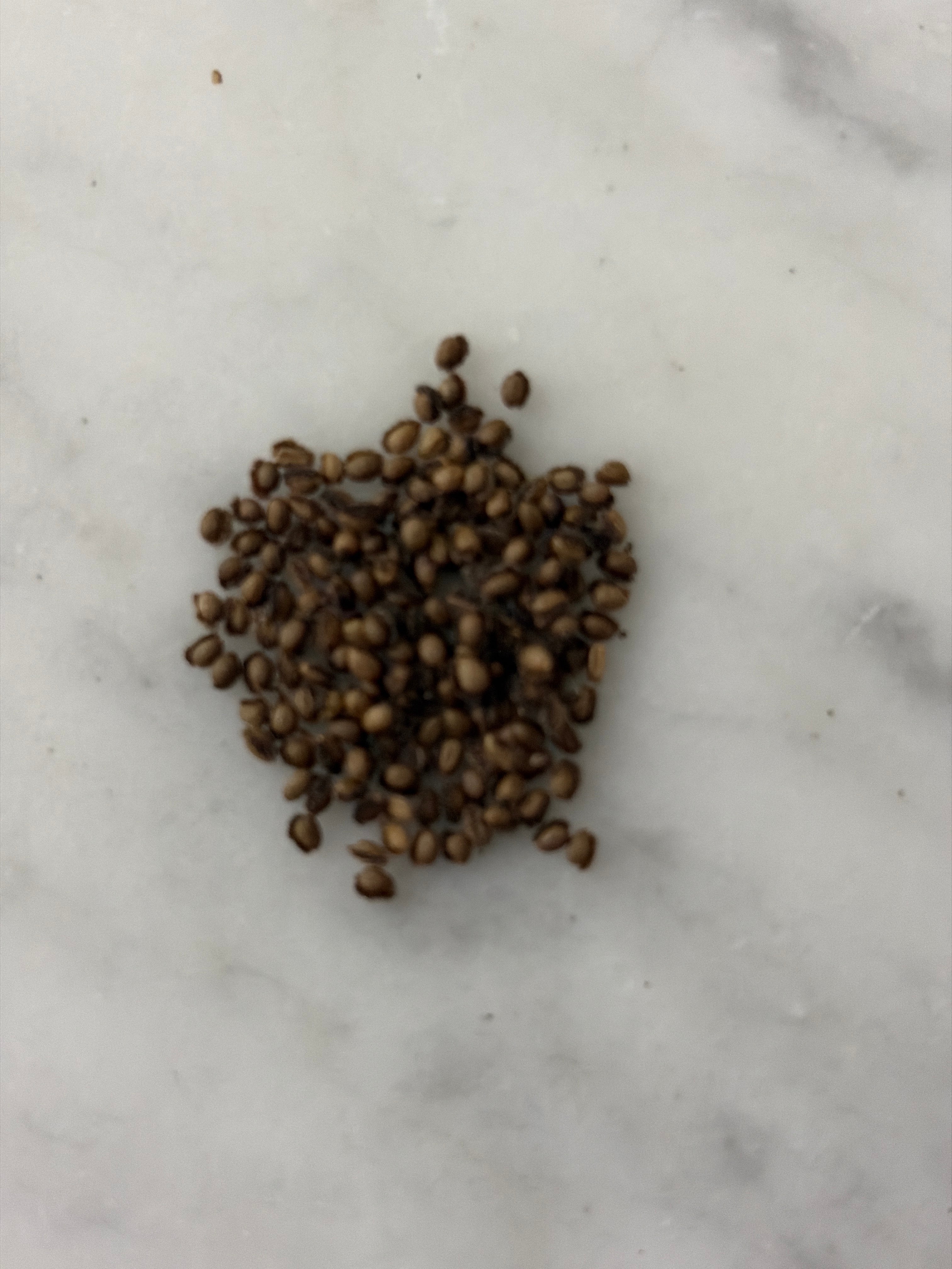 Woodland Poppy Seeds, Native Woodland Perennial, Yellow Spring Blooms, Zones 4-9