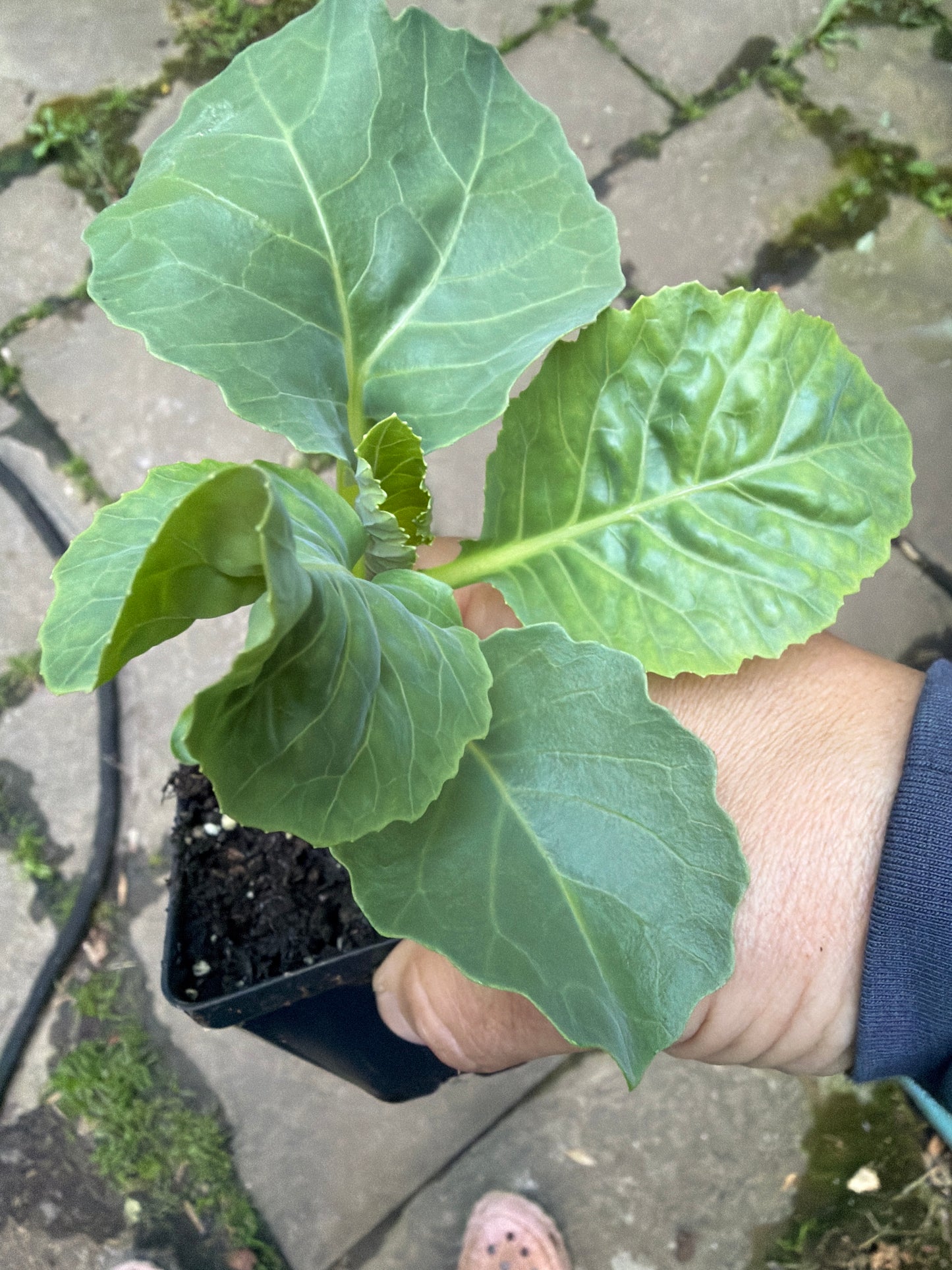 Early Jersey Wakefield Cabbage Live Plants - Heirloom, Cool Season, 2-Pack