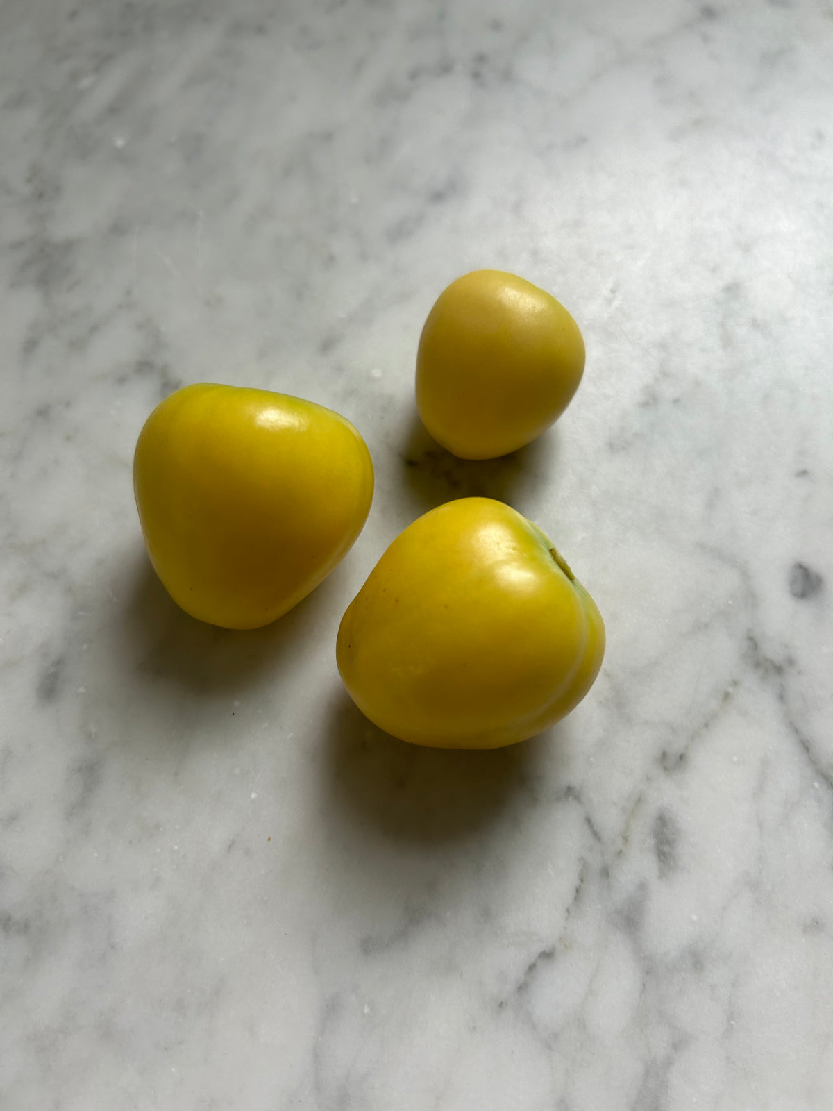 Chupon de Malinalco Tomatillo Seeds – 25 Seeds, Heirloom Mexican Variety, Salsa & Fresh Eating — plant detail