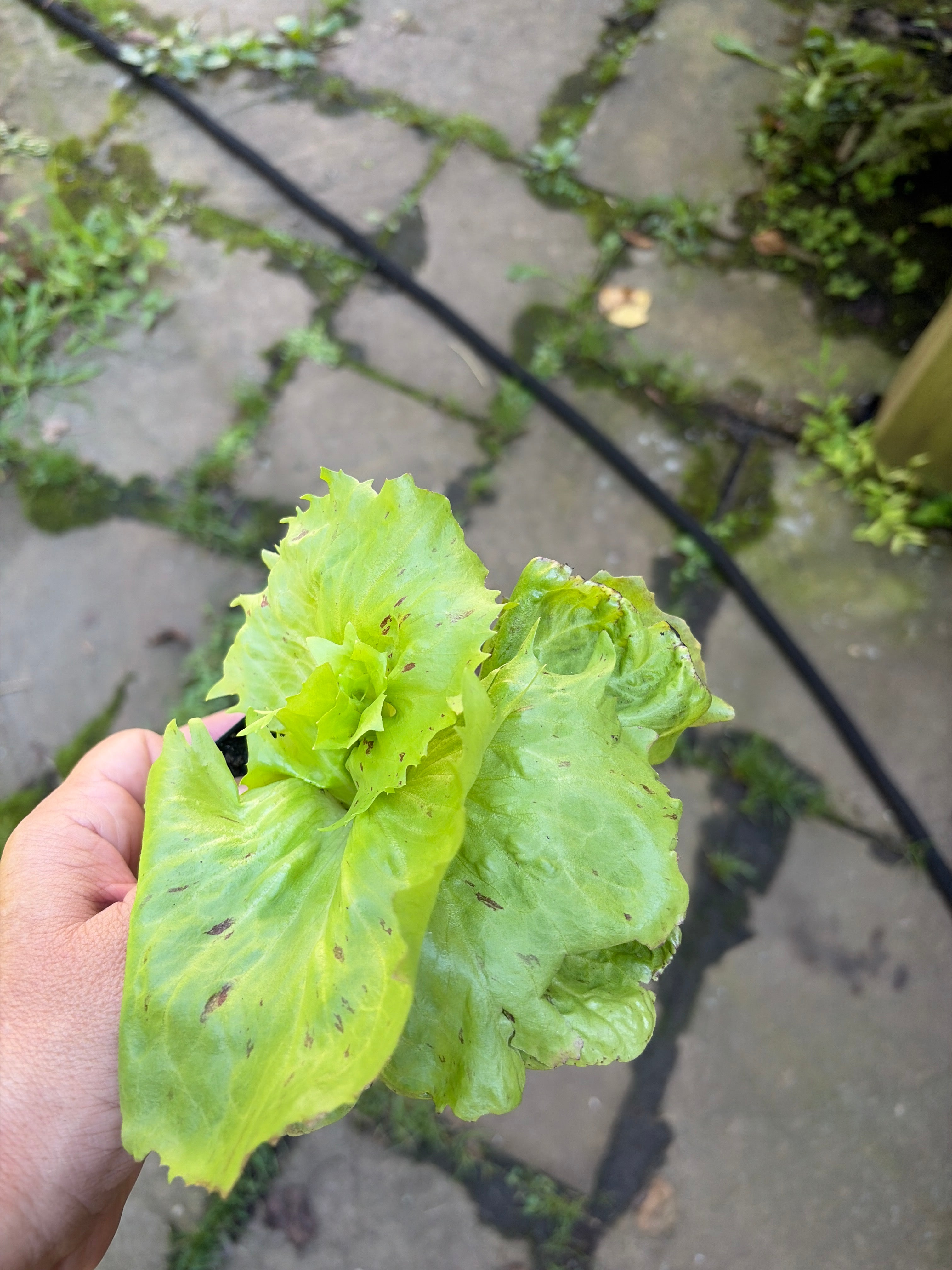 Radicchio 'Mirabella' (Castelfranco) Live Plant – Extra-Early Italian Heirloom, Zones 5–9