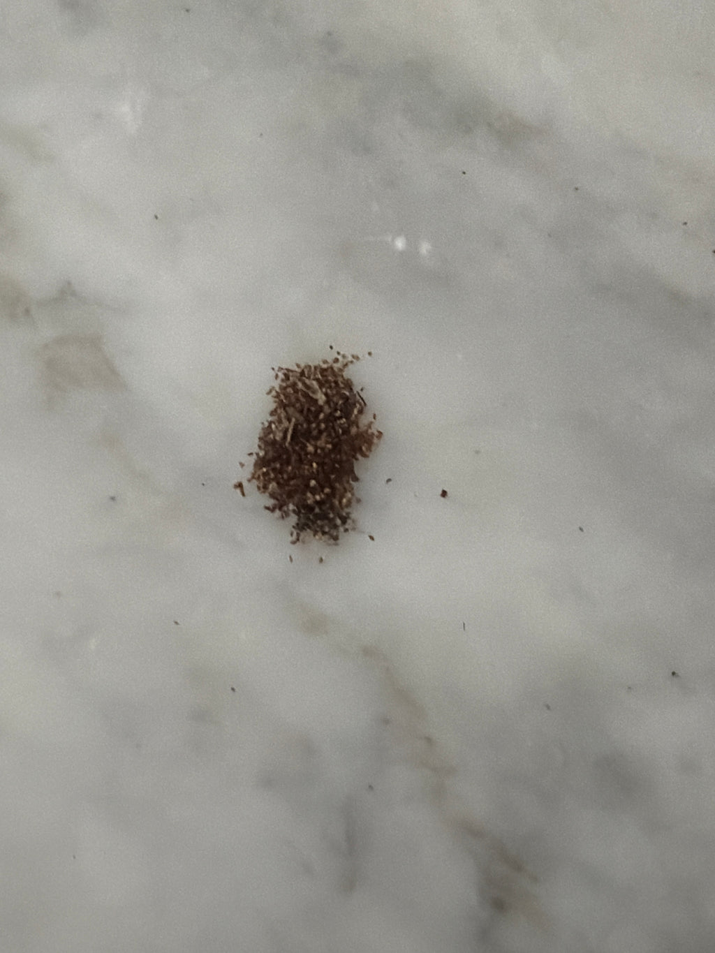 Oakleaf Hydrangea Seeds