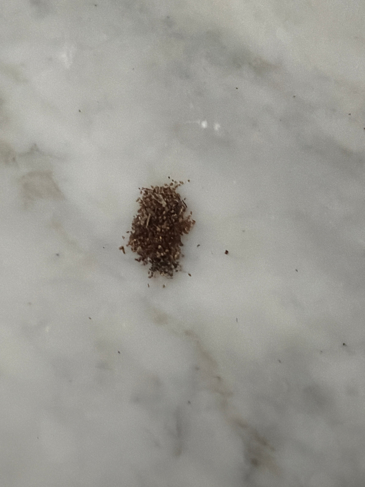 Oakleaf Hydrangea Seeds