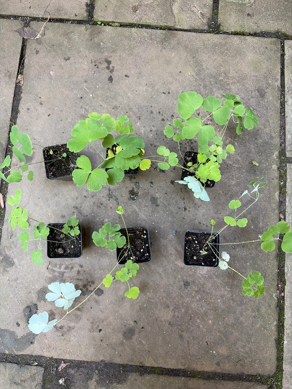 Rocky Mountain Columbine Plants - Blue-White Blooms, Native Perennial, Part Shade, Zones 3-8