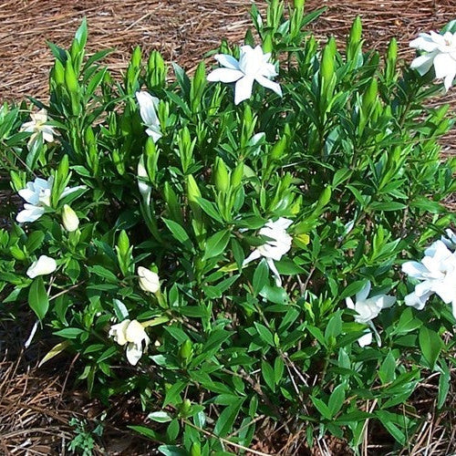 Frost Proof Gardenia Plants