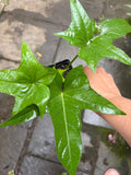 Sweet Potato Plants - Jewel Variety, Live Slips or Potted