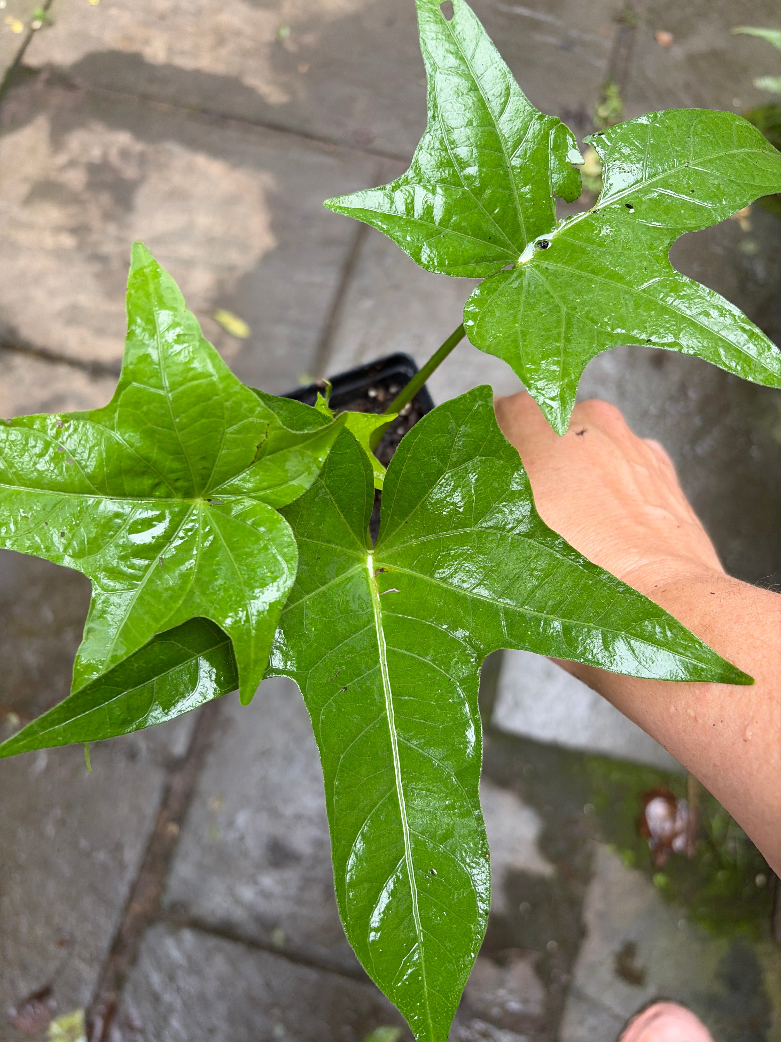 Sweet Potato Plants - Jewel Variety, Live Slips or Potted