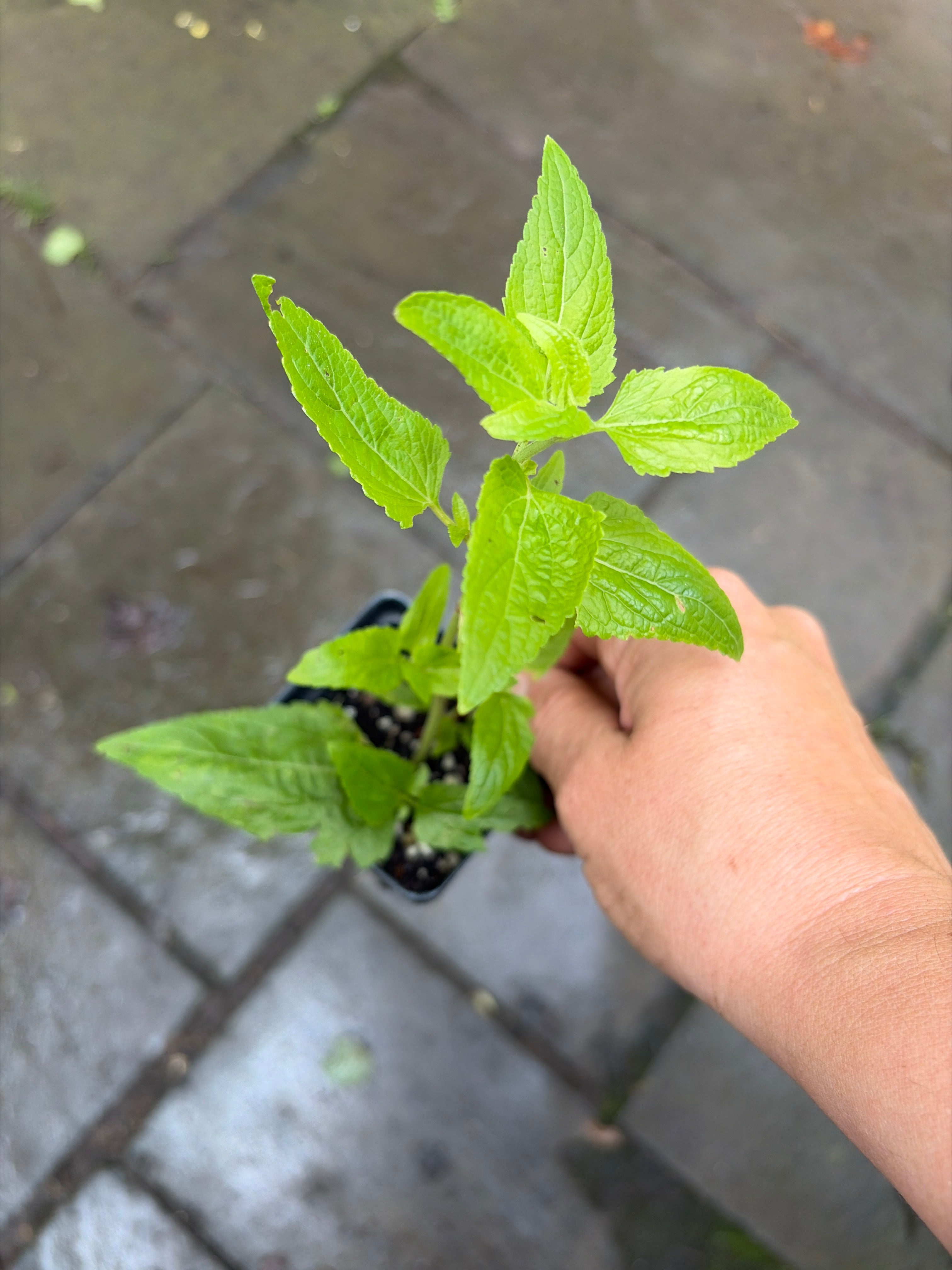 Blue Mist Flower Live Plants (Conoclinium coelestinum) – Native Fall Bloomer, Butterfly Magnet, Zones 6–11