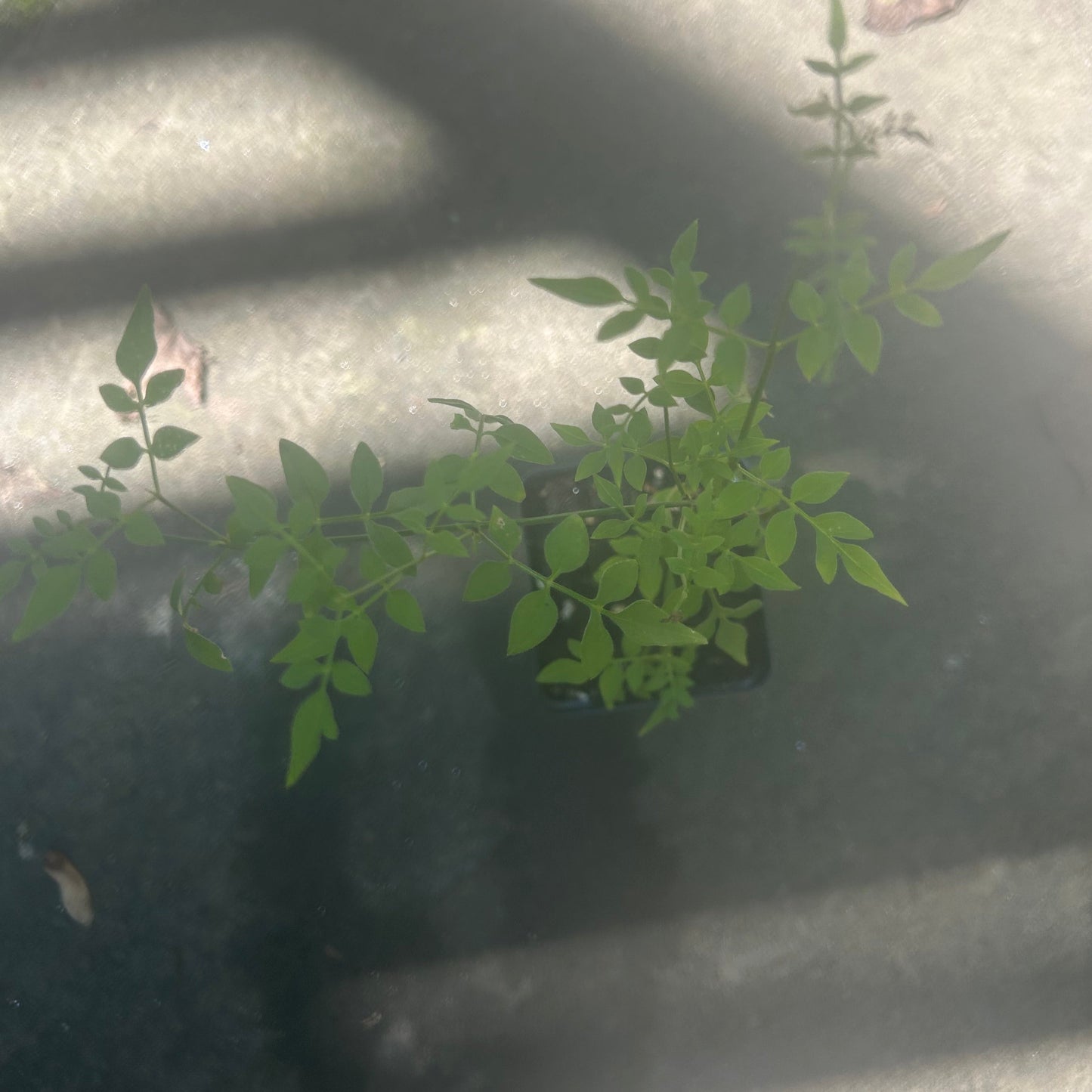 Hardy Jasmine Plants (Jasminum Officinal)