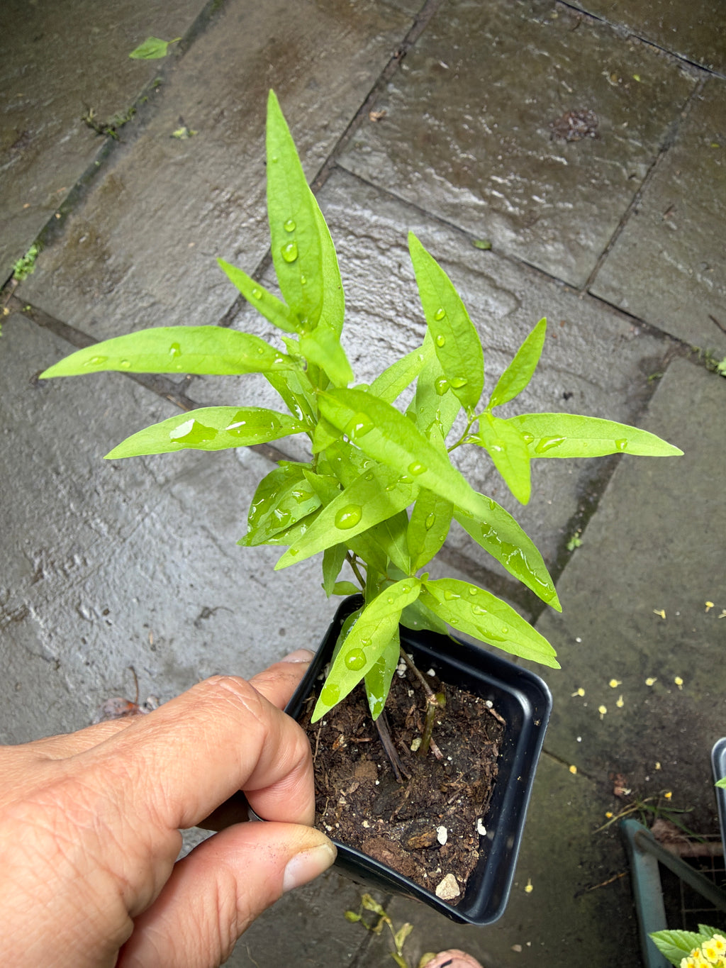 Blue Star Amsonia Live Plant — plant detail