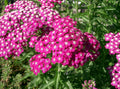 ACHILLEA millefolium 'Cerise Queen' Plant, Perennial Flower, Full-Part Sun