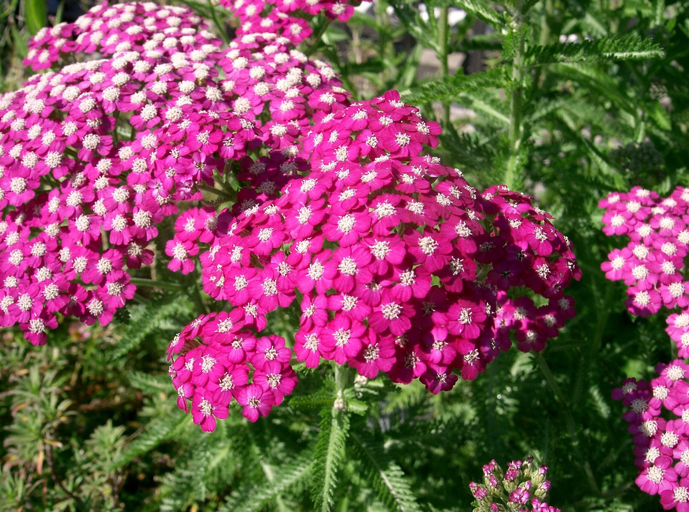 ACHILLEA millefolium 'Cerise Queen' Plant, Perennial Flower, Full-Part Sun