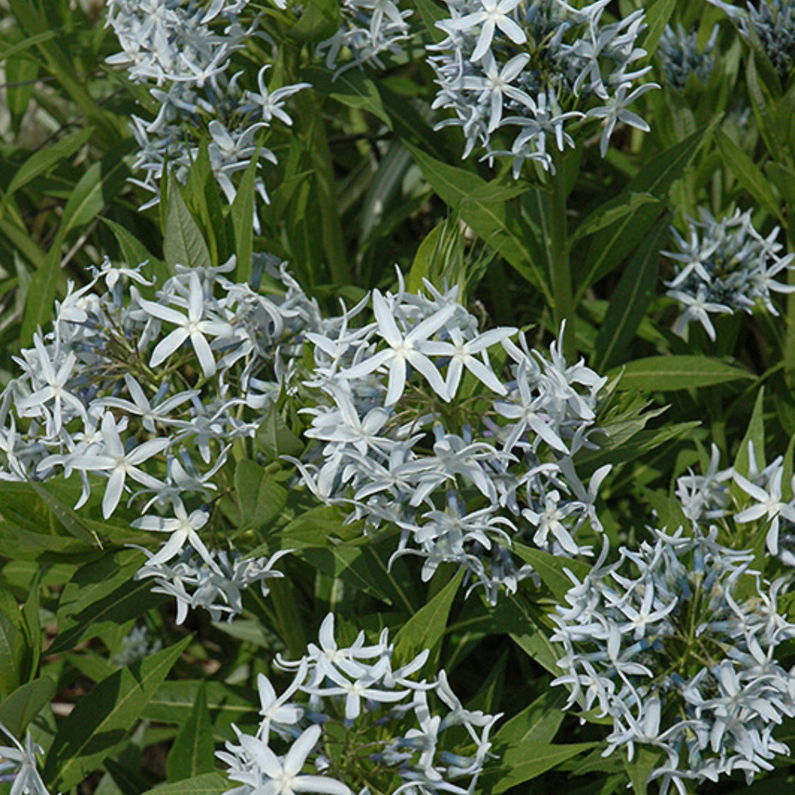 Blue Star (Amsonia) Live Plants
