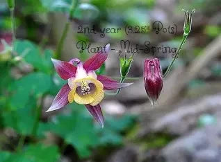 Oxysepala Columbine Flower