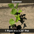 One Korean Mint plant in a 3.25-inch nursery pot