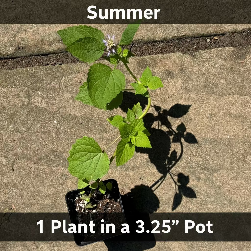 A small green leafy plant in a black square plastic pot, photographed from above on a concrete surface with strong sunlight and shadows.