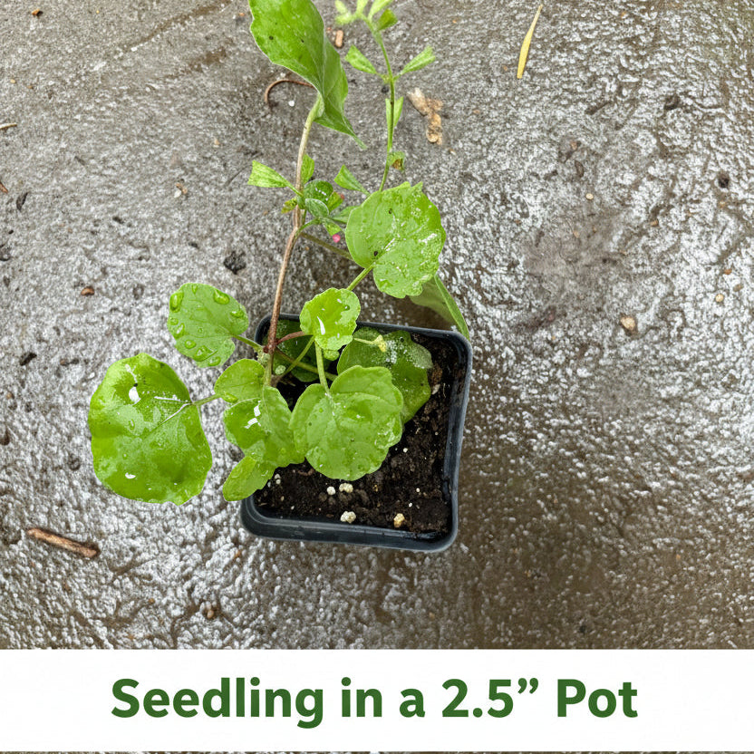 Arriba Salvia in a 2.5" Pot