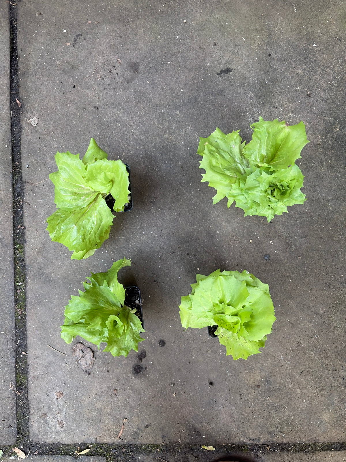 Mirabella Castelfranco Radicchio (Cichorium intybus 'Mirabella Castelfranco') Live Plant – Mild Italian Chicory