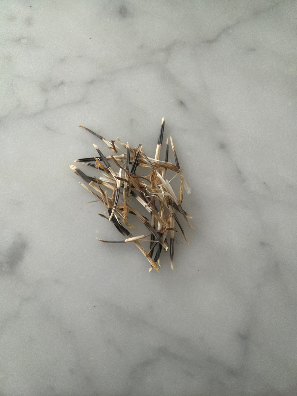 White Kilimanjaro African Marigold Seeds