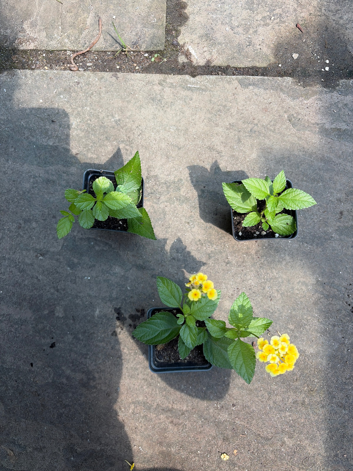 Chapel Hill Yellow Hardy Lantana Live Plant – Hardy Perennial, Butterfly Magnet, Zones 7+ — plant detail
