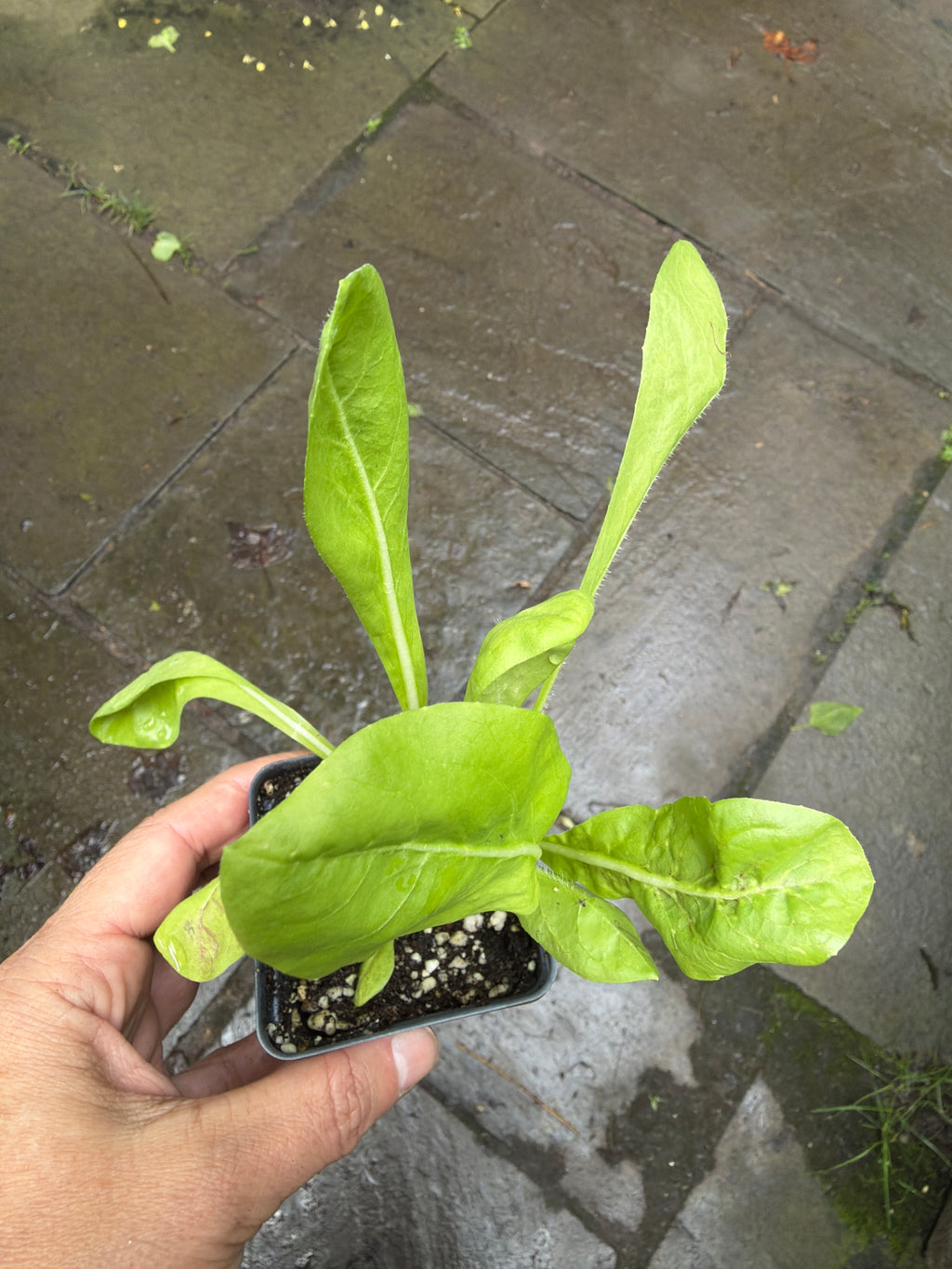 Radicchio 'Rosa di Treviso' Live Plant – Italian Heirloom