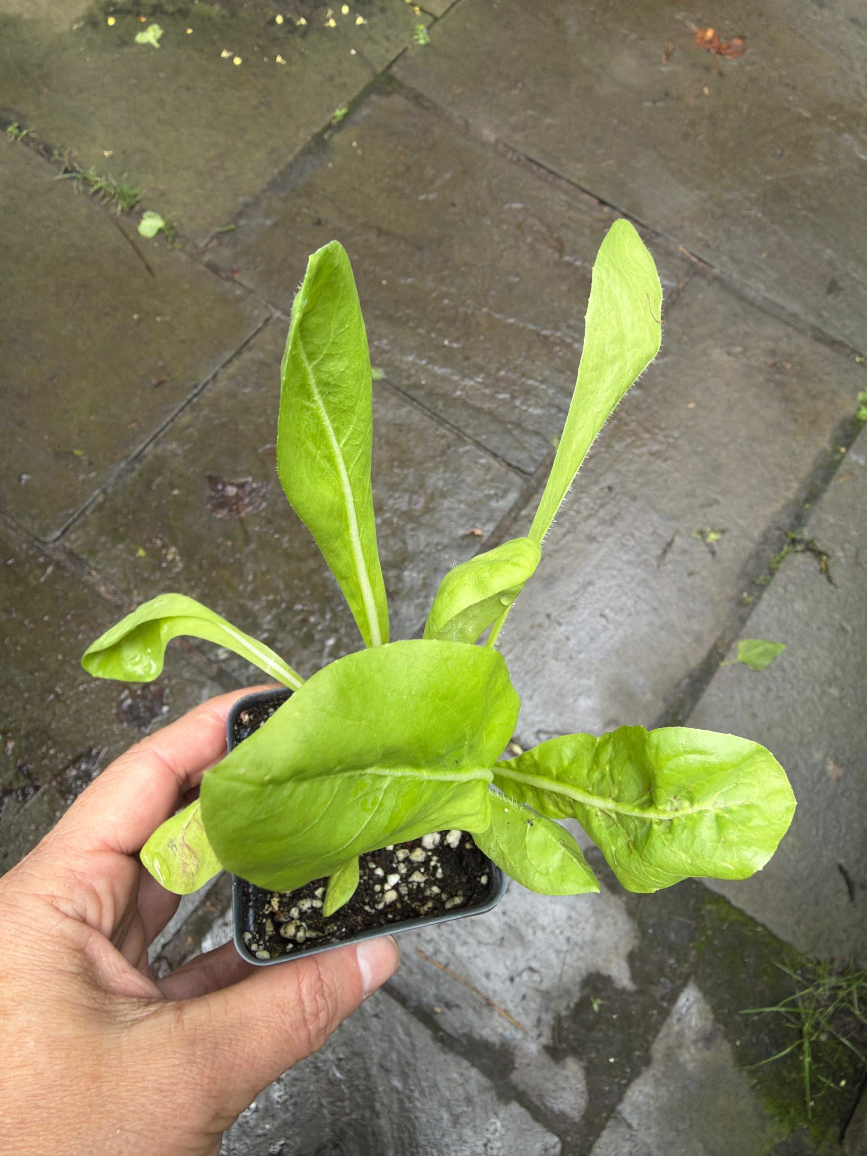 Radicchio 'Rosa di Treviso' Live Plant – Italian Heirloom