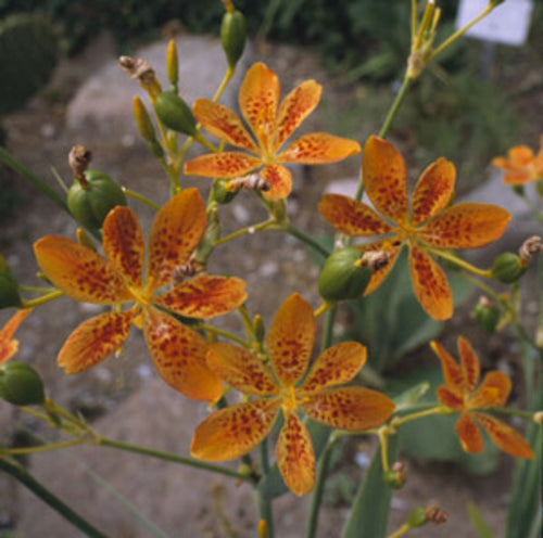 Blackberry Lily Seeds - 25 Count, Leopard Flower, Orange Spotted Blooms, Zones 5-10 — fruit