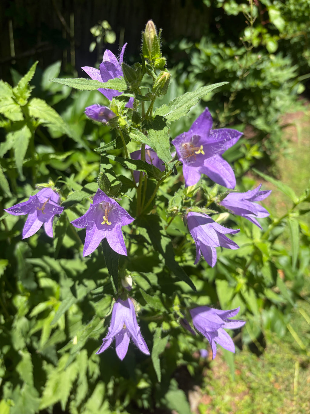 Tall Bell Flower