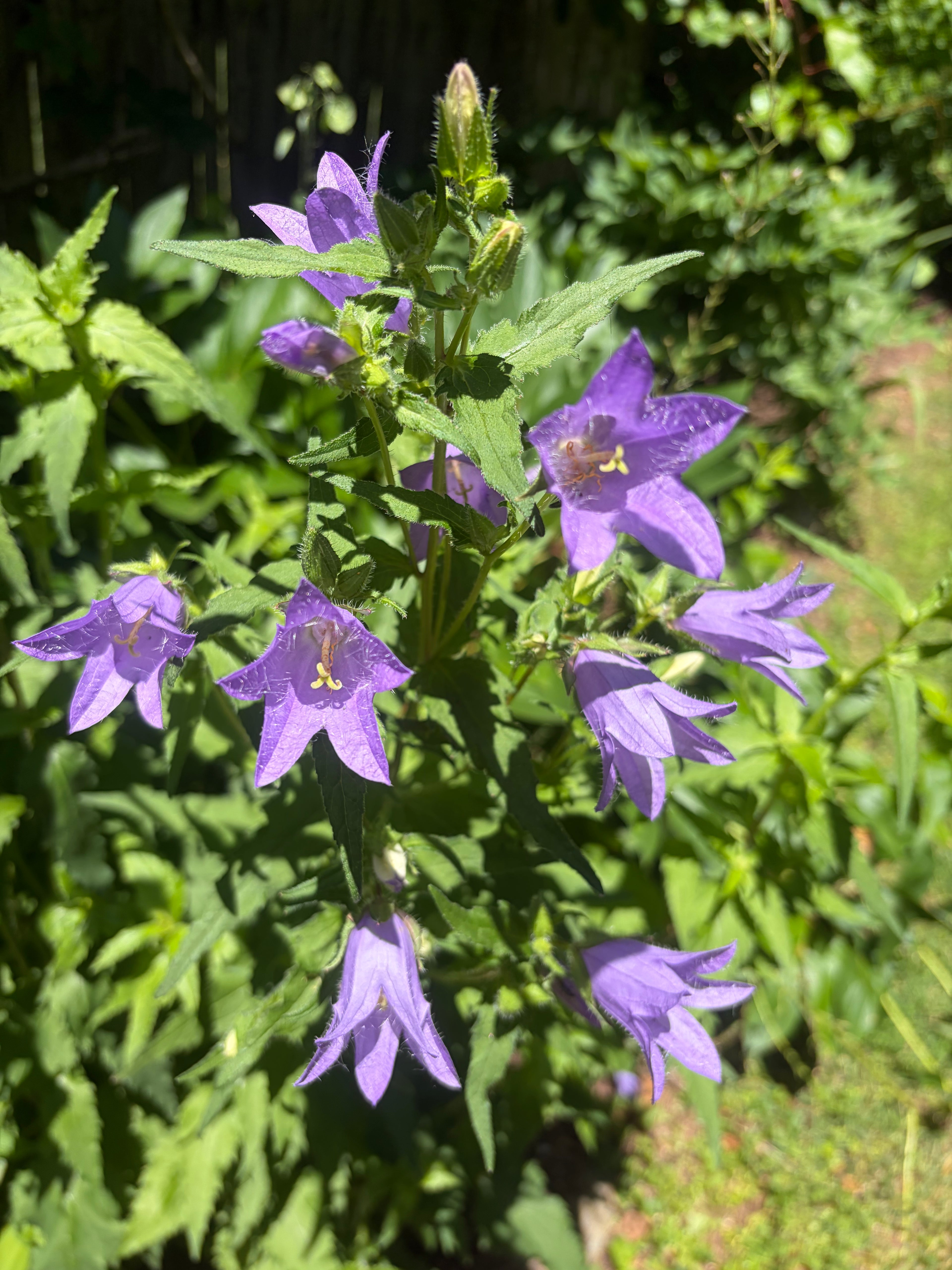 Tall Bell Flower