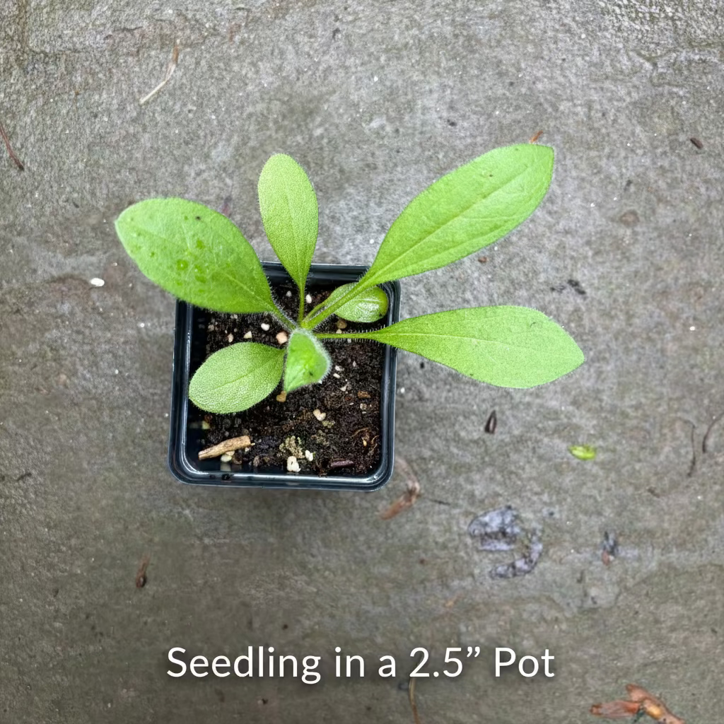 Black Eyed Susan Seedling in a 2.5" Pot