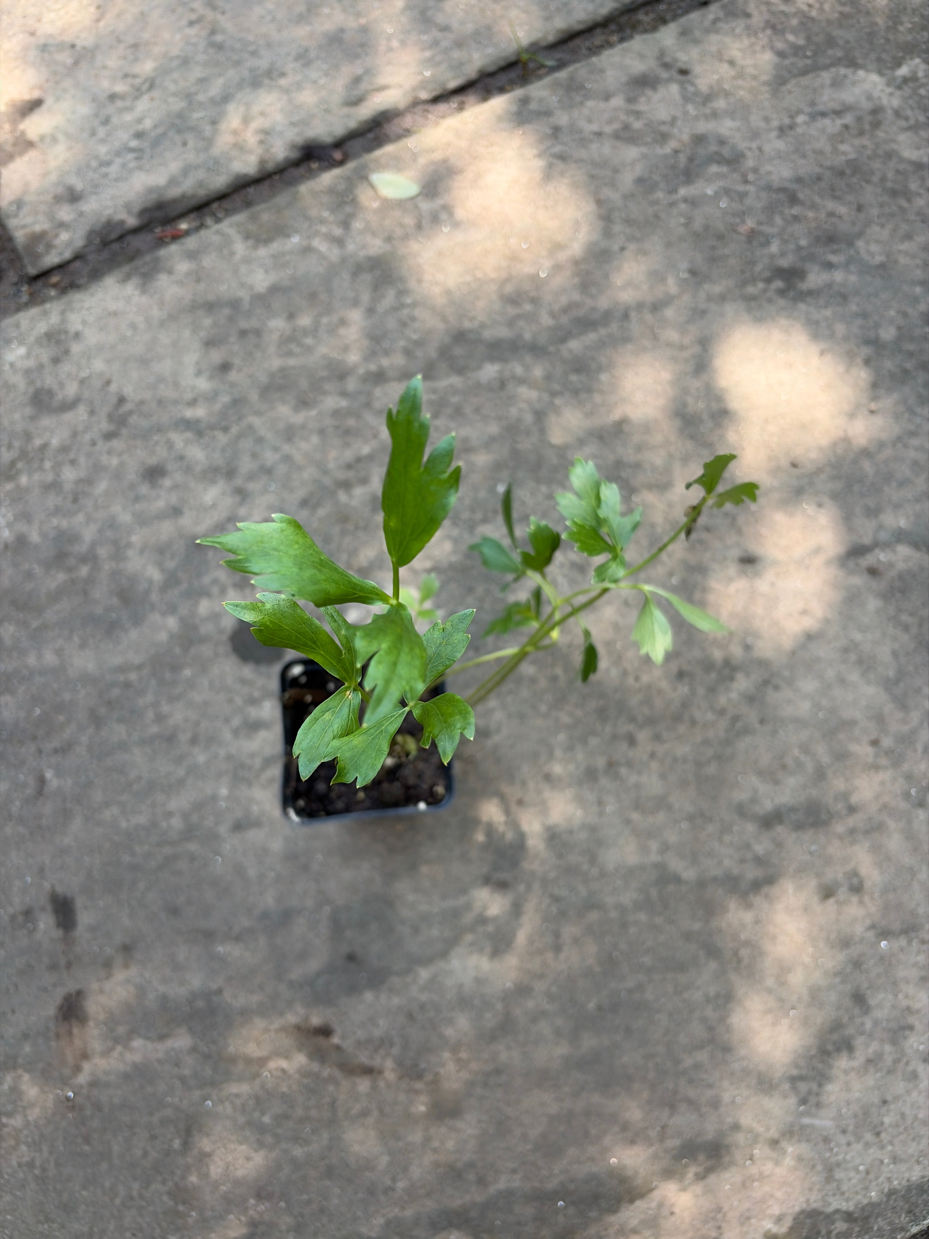 Lovage (Levisticum officinale) Live Plants – Culinary Herb, Bold Celery Flavor, Perennial, Zones 4–8