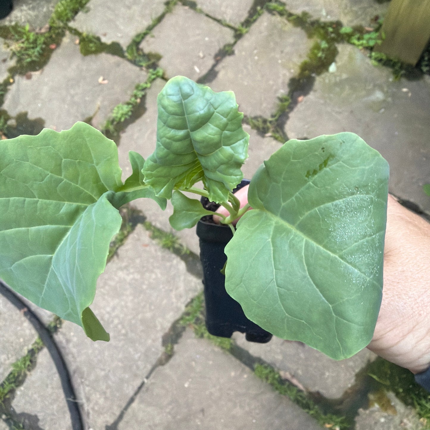 Umpqua Broccoli Live Plants - Heirloom Variety, Cool Season, 2-Pack