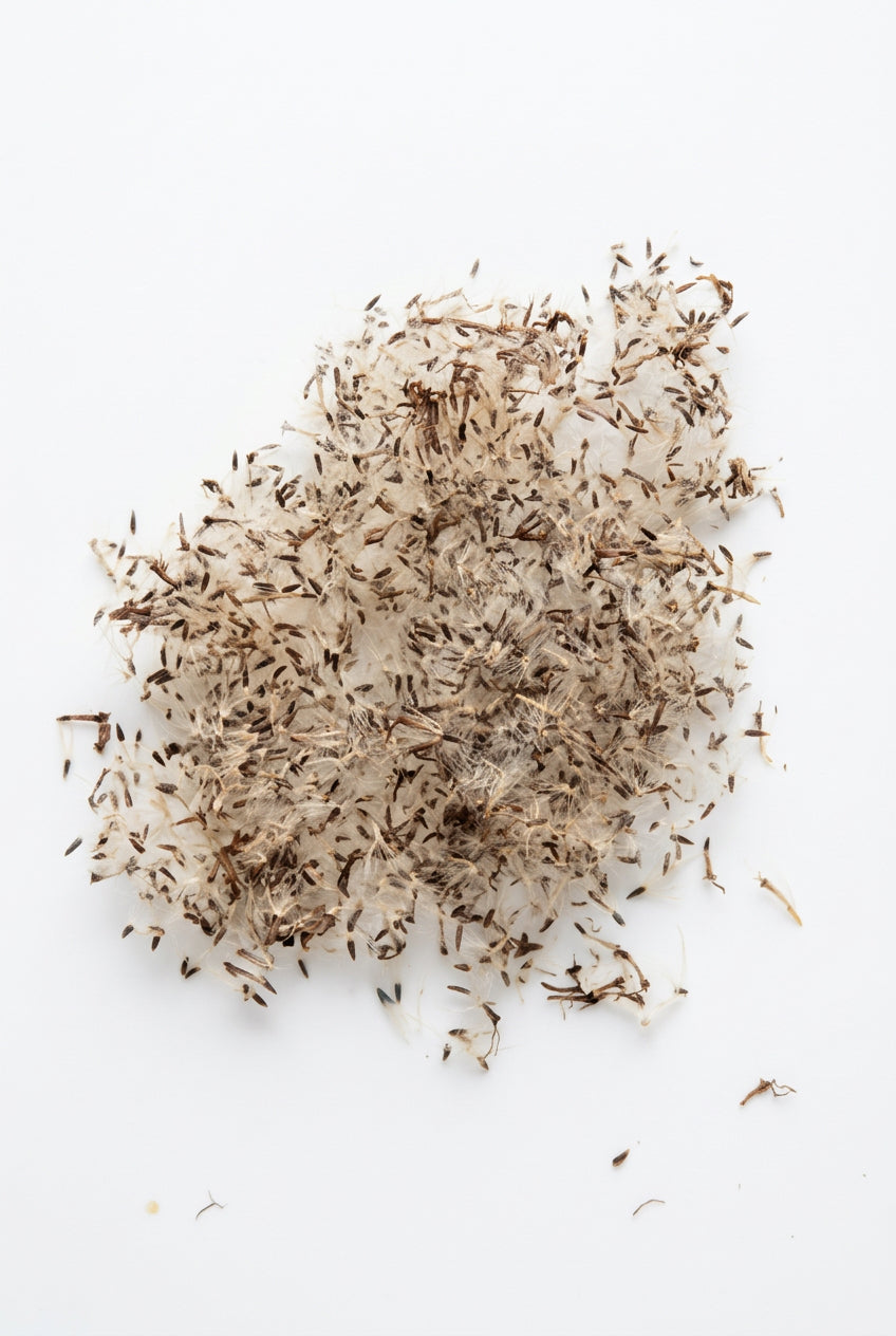 Blue Mistflower seeds with fluffy seed material on a white background