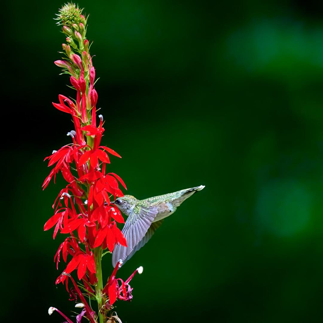 Cardinal Flower with Hummingbird
