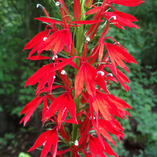 Cardinal Flower Close Up
