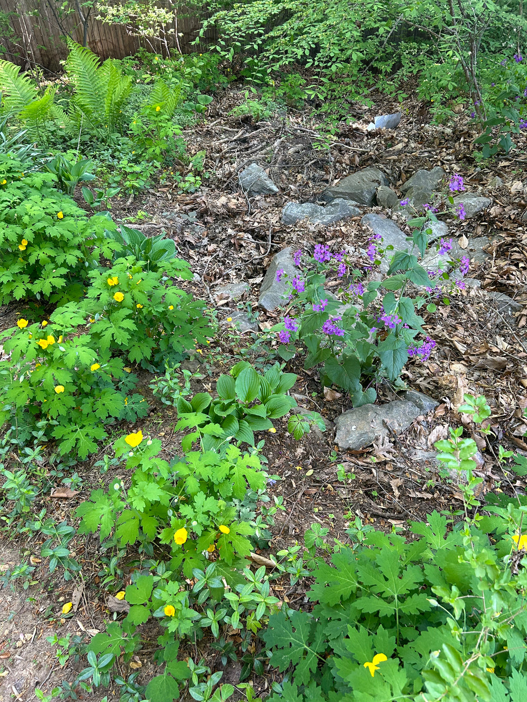 Celandine Poppies and Lunaria in Spring