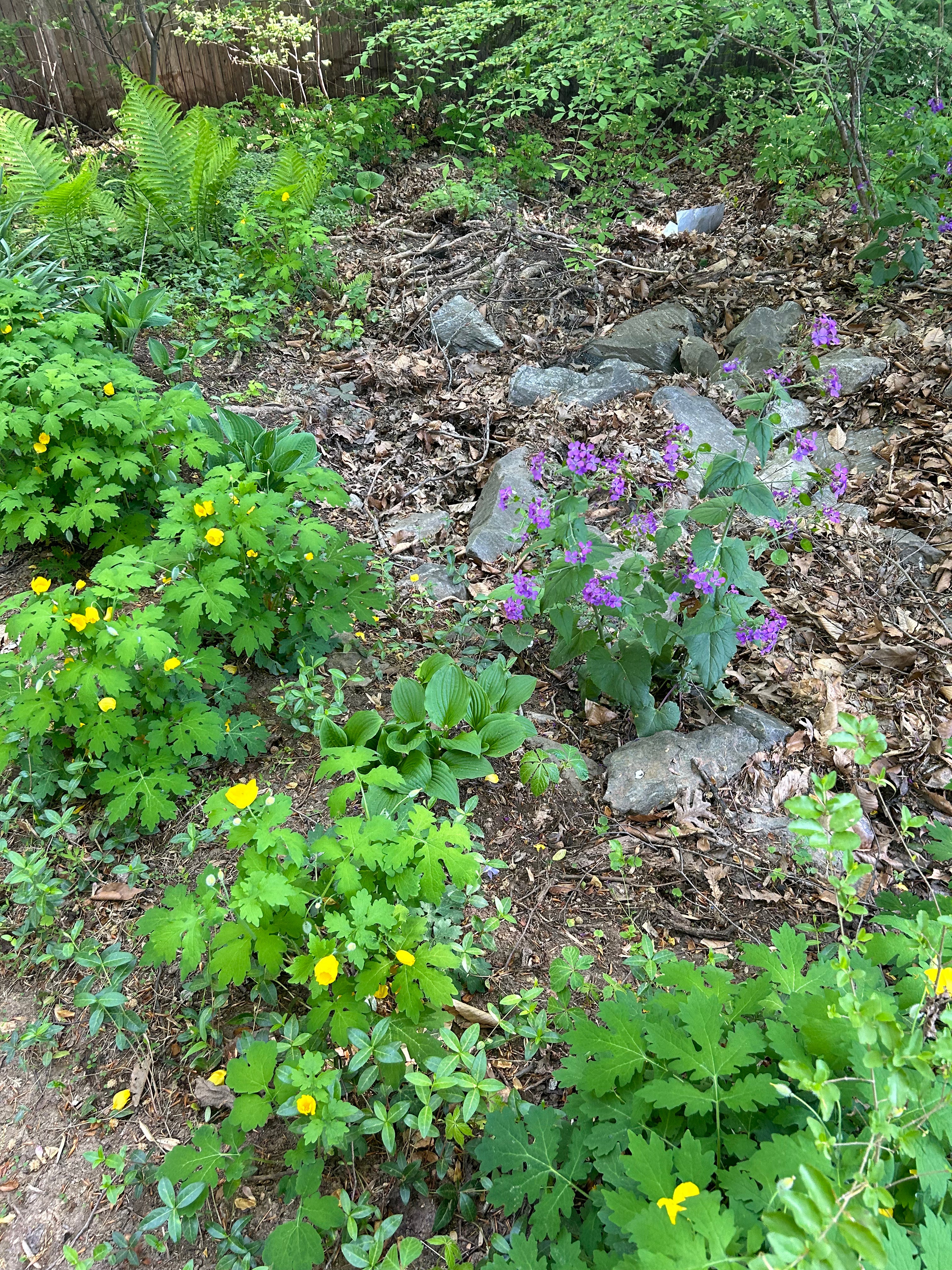 Celandine Poppies and Lunaria in Spring