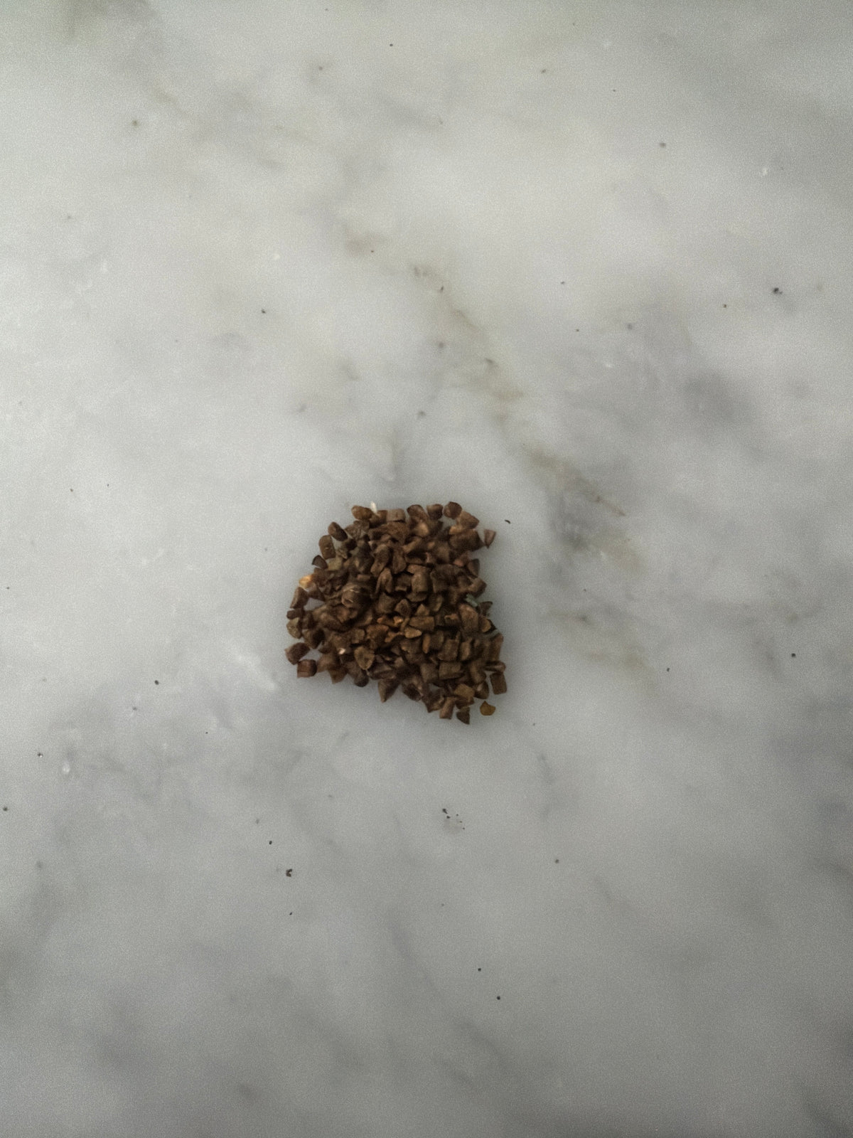 Common Evening Primrose Seeds (Oenothera biennis)