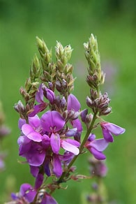 DESMODIUM Canadense Tick Trefoil, Beggarweed (Dormant October-March)