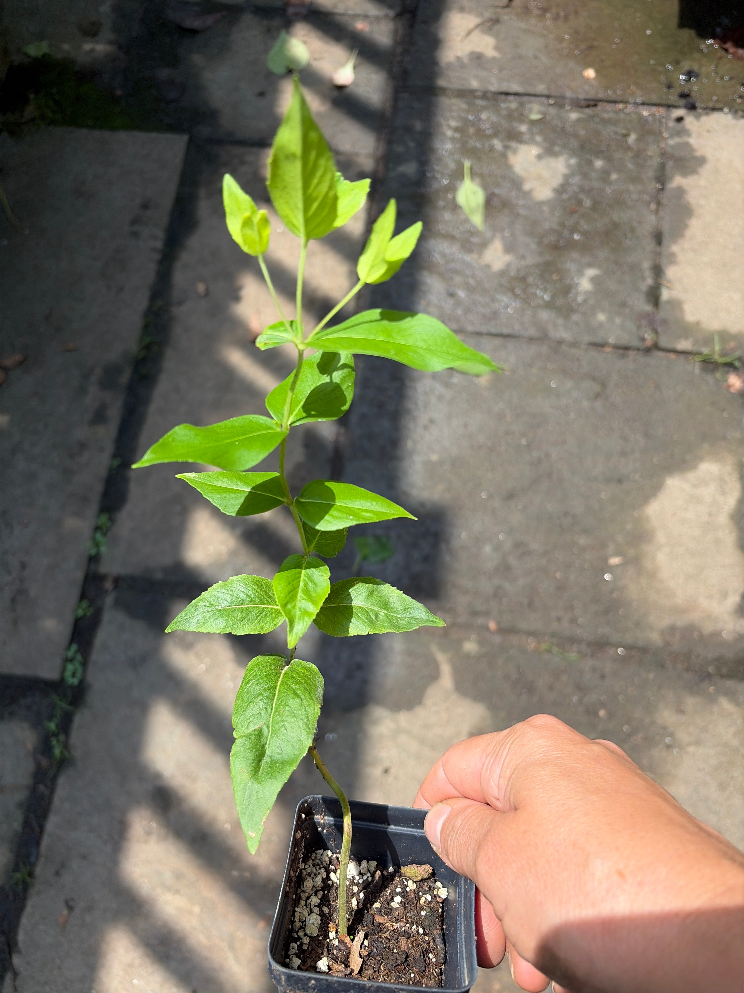 Mountain Mint Plant