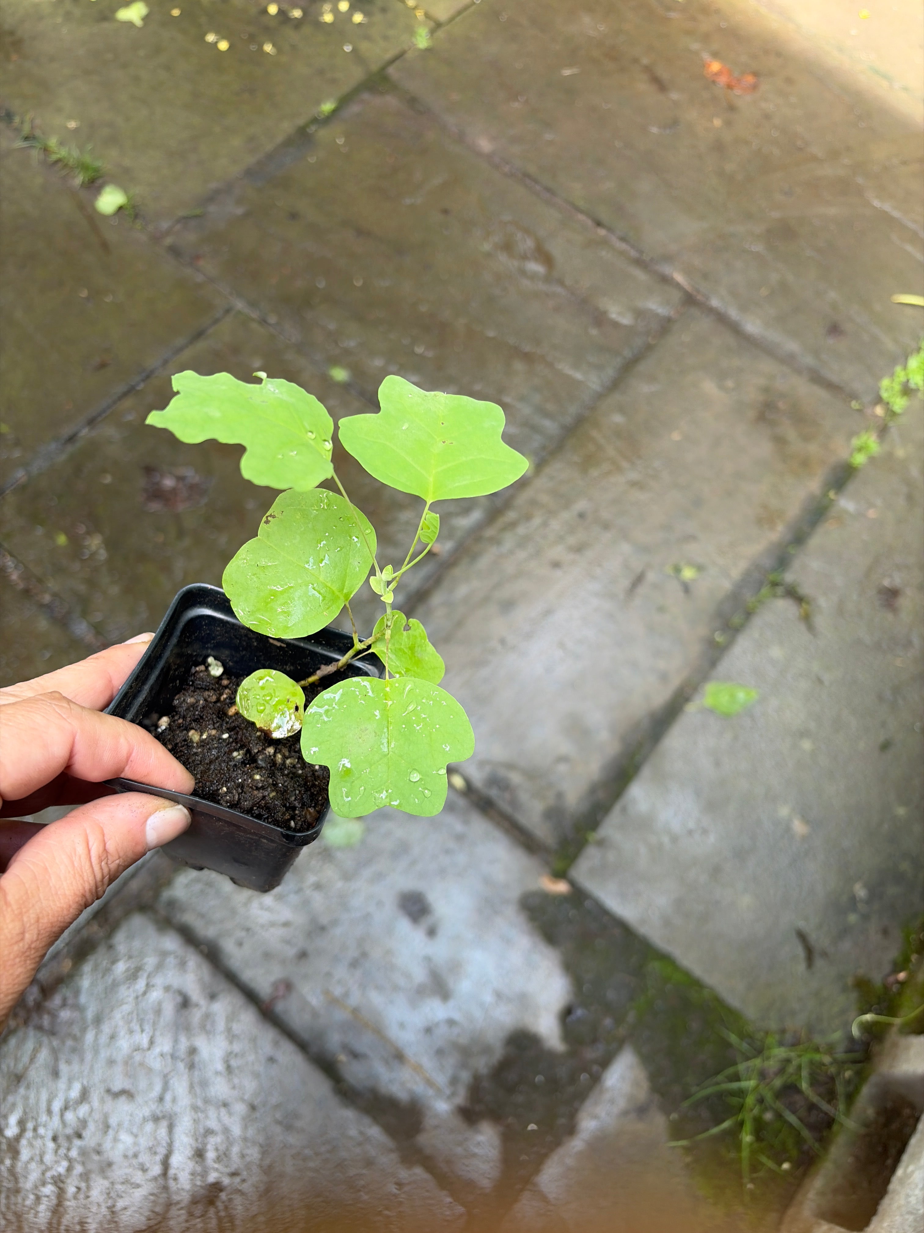 Tulip Poplar Tree Live Plant (Liriodendron tulipifera) – Native Fast-Growing Shade Tree, Honey Plant, Zones 4–9