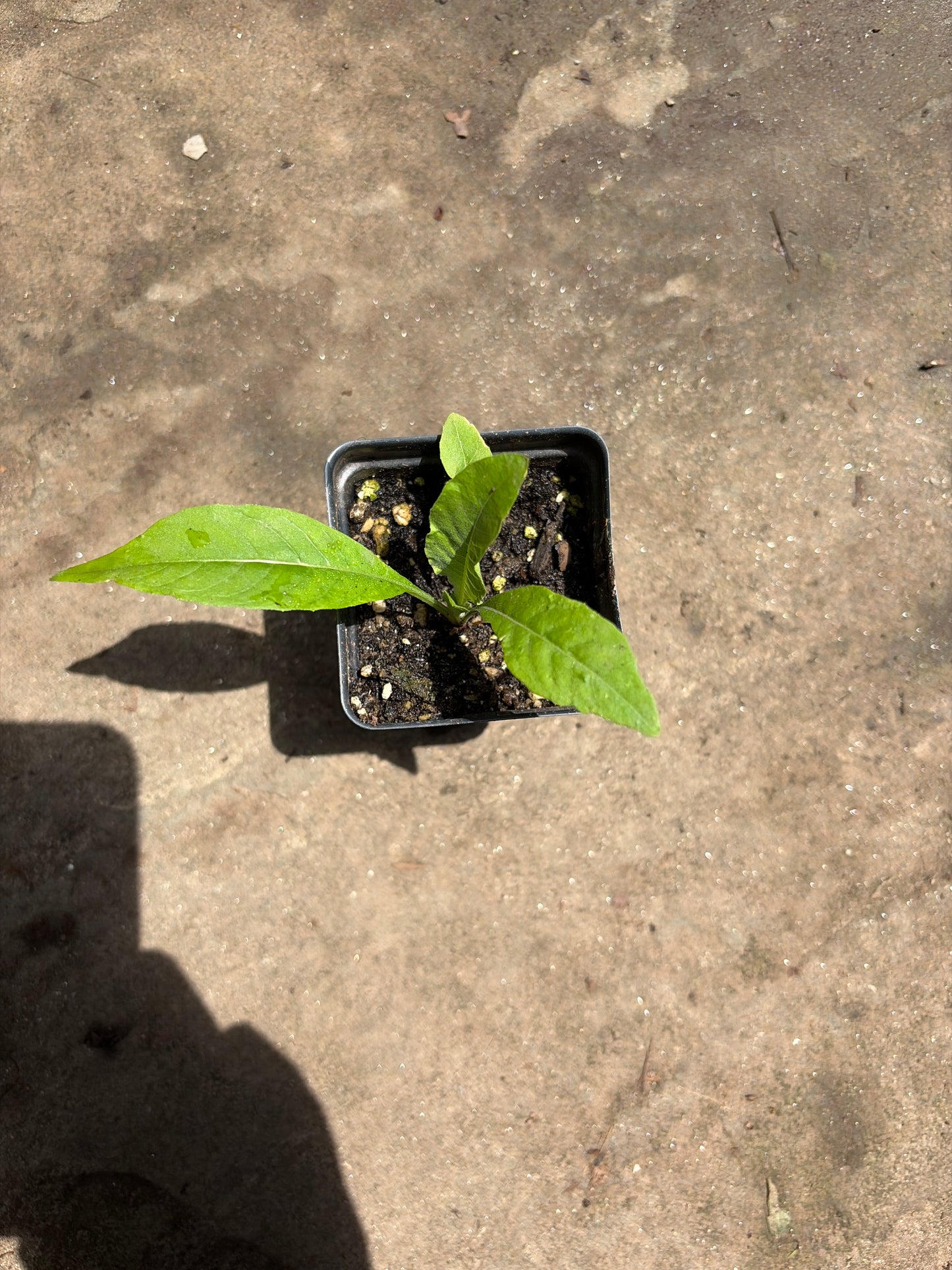 Common Evening Primrose Plant