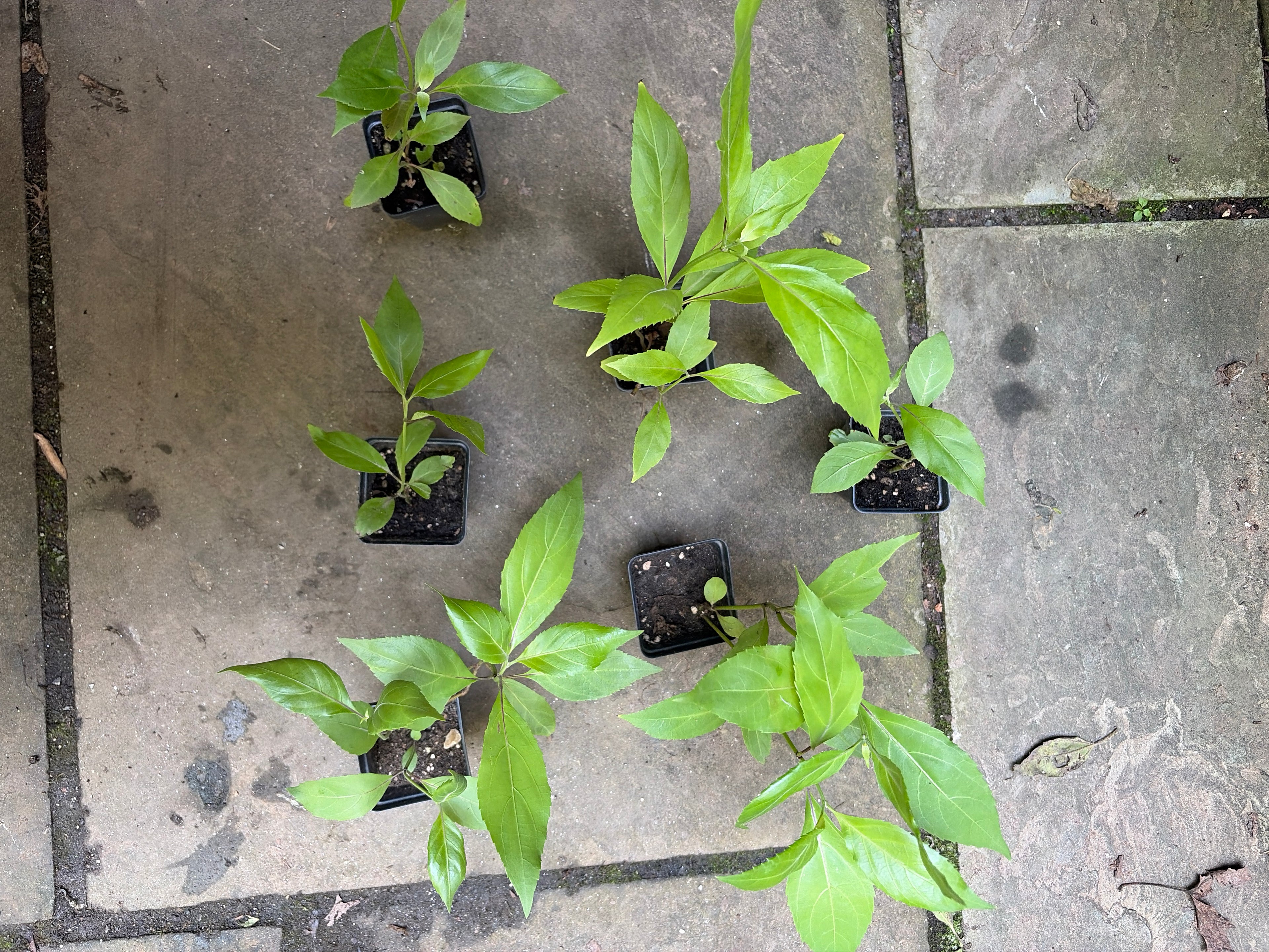 Belize Sage Live Plant (Salvia miniata) – Hummingbird & Pollinator Perennial, Zones 9–11 — plant detail