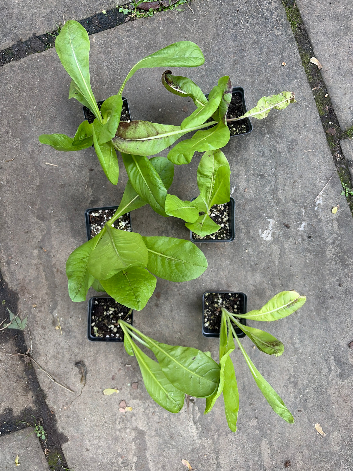 Rosa di Treviso Radicchio (Cichorium intybus 'Rosa di Treviso') Live Plant – Red Italian Chicory