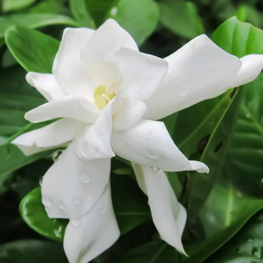 Frost Proof Gardenia Plants