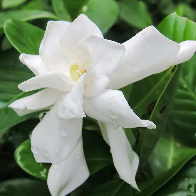 Frost Proof Gardenia Plants
