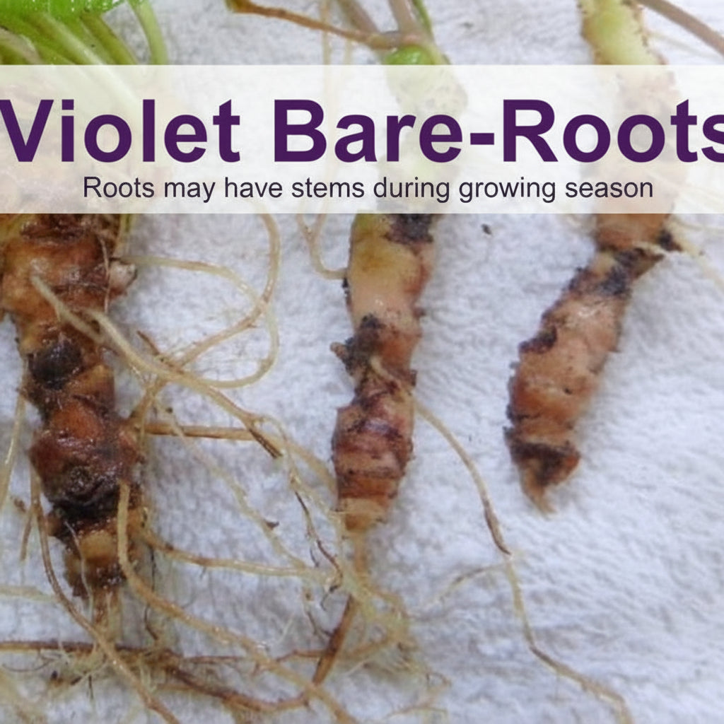 Native Purple Violet (Viola sororia) Live Plants – East Coast Native Ground Cover, Zones 3–8