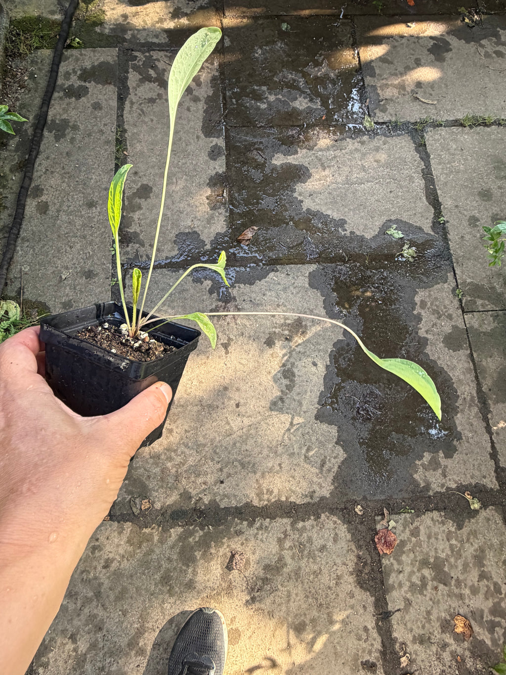 Giant Coneflower (Rudbeckia Maxima) Live Plant