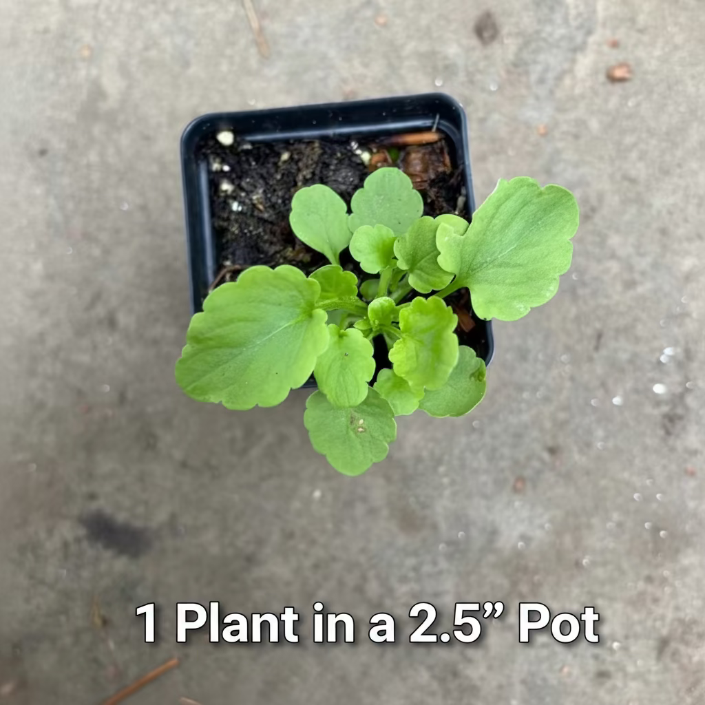 Johnny Jump Up (Viola tricolor) Live Plants – True Heirloom Viola, Perennial, Zones 3–8